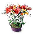 The FTD� Fond Reflections� Arrangement